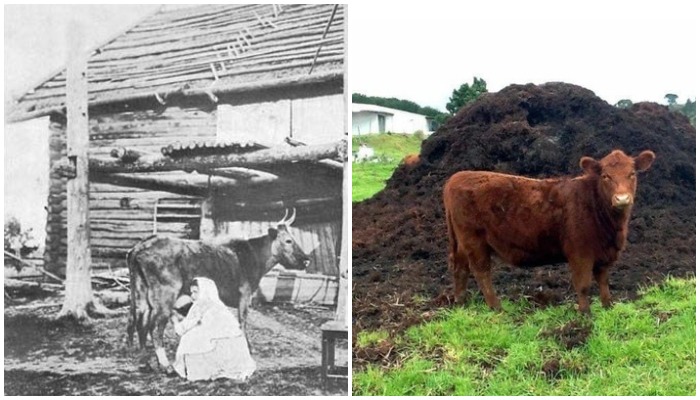 В России до середины XIX века крупный рогатый скот разводили лишь для того, чтобы он производил ...навоз.