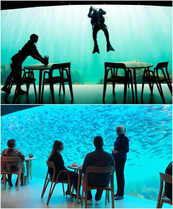 У посетителей ресторана Under есть уникальная возможность увидеть подводный мир Северного моря, не намочив даже ноги (Норвегия).
