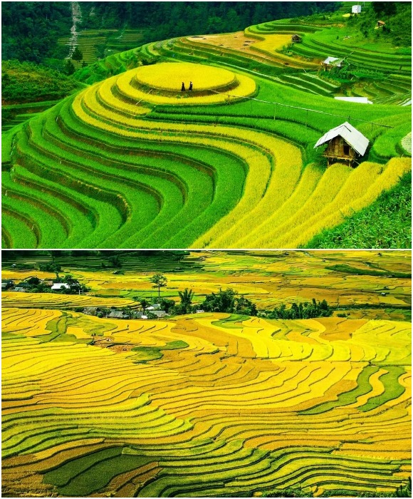 Рисовые террасы меняют цвет в зависимости от времени года (Му Кан Чай, Вьетнам). 