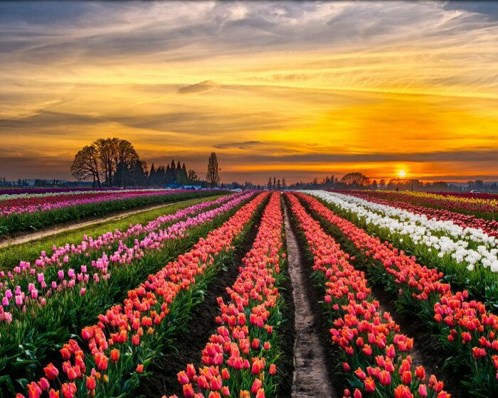 Голландия – тюльпановый рай Европы и всего мира. | Фото: holidayhomesclub.ru.
