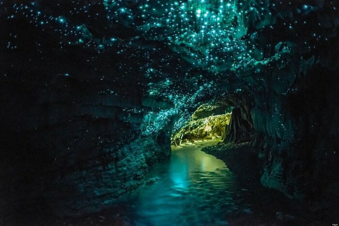 «Звездное небо» в карстовой пещере – фантастическое зрелище (Waitomo Glowworm Cave, Новая Зеландия). | Фото: masterok.livejournal.com.