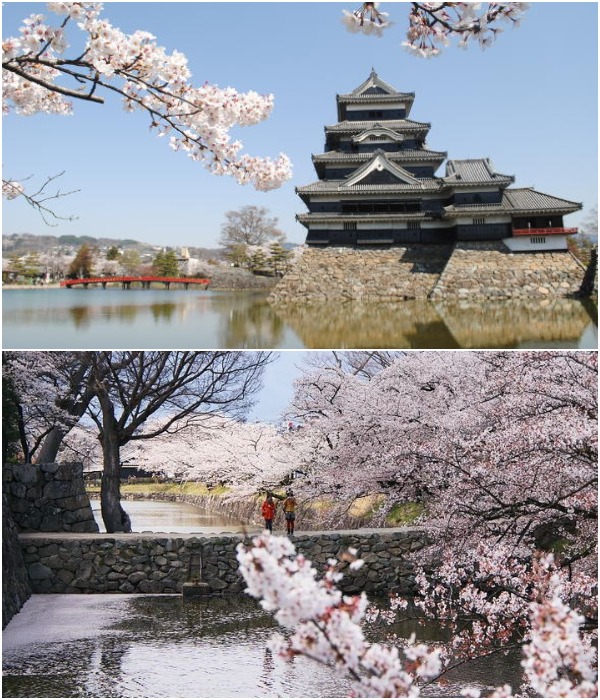 Весной, когда зацветает сакура, замок Мацумото превращается в самую посещаемую достопримечательность города (Япония).