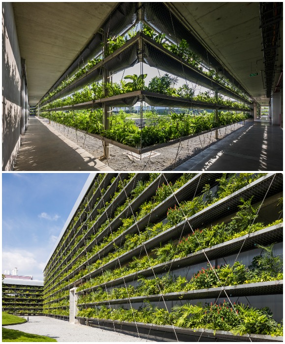 Используя зеленые насаждения, решать проблему с декоративной отделкой фасадов точно не придется (Jakob Rope Systems, Хошимин).