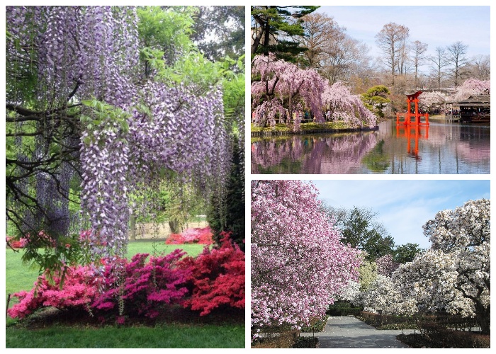 Самая любимая пора для посещений сада, когда цветут сакуры, магнолии и вишни (Brooklyn Botanic Garden). | Фото: newyork4rus.blogspot.com.