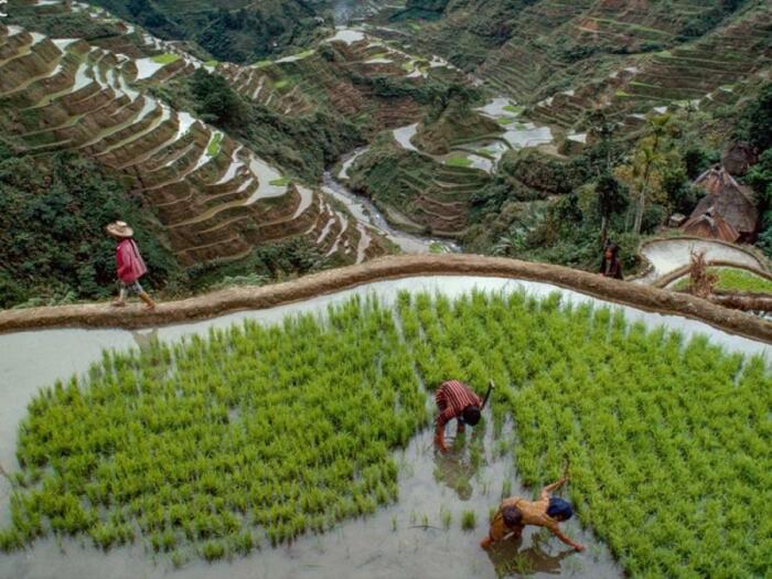 Учитывая высоту расположения террасных полей и крутизну склонов, для возделывания риса используется только ручной труд (Банауэ, Филиппины). | Фото: lifetoreset.wordpress.com.