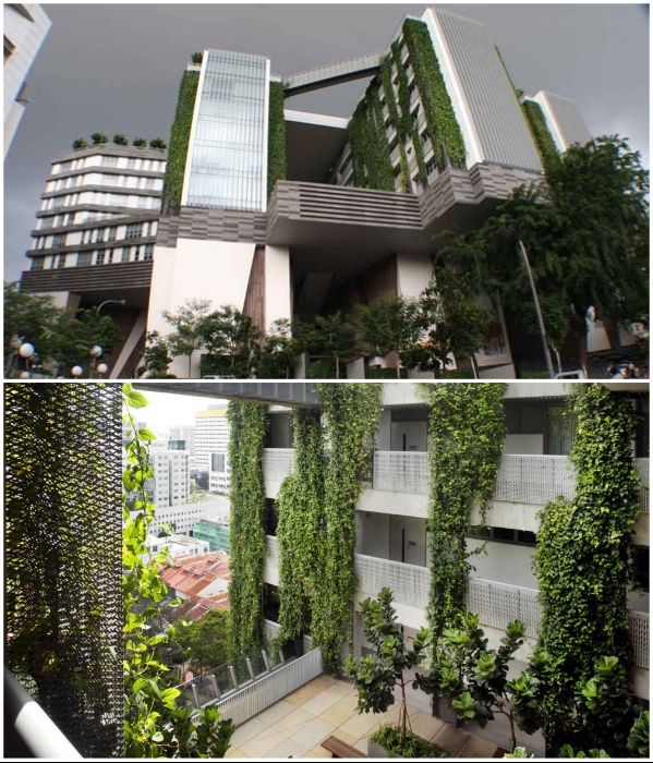 Подобного рода здание станет источником вдохновения для тысяч студентов и не только (Школа искусств WOHA, Сингапур). | Фото: exploresrilanka.lk.