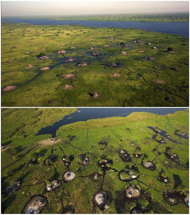 На небольших островках обустраивают не только жилище, но и выращивают скот и овощные культуры (болото Судд, Южный Судан). | Фото: macos.livejournal.com/ lemurov.net.