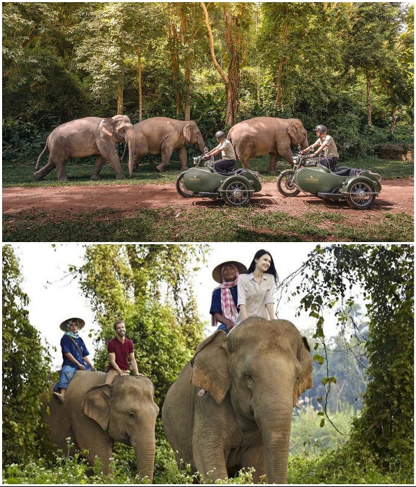 Слоны добродушно реагируют на людей, поэтому можно покататься и на них и проехаться возле компании гуляющих гигантов («Anantara Golden Triangle Elephant Camp & Resort», Таиланд). | Фото: luxurythailandtravel.com/ styleinsider.com.ua.