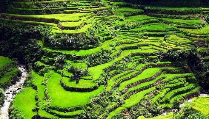 Между террасами с рисовыми полями всегда имеются лесные насаждения, которые удерживают почву, влагу, обеспечивают древесностружечными материалами и топливом (Банауэ, Филиппины). | Фото: tripreporter.co.uk.