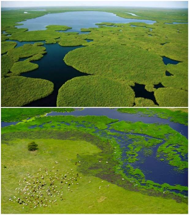 Пастбища устраивают на огромных дрейфующих островках из сплошной зелени (болото Судд, Южный Судан). | Фото: tani-y.livejournal.com/ mainfun.ru.