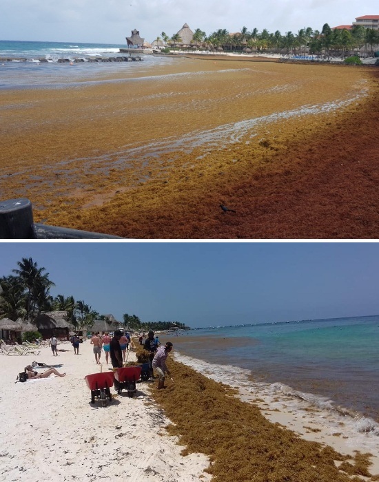 Чтобы избежать экологической катастрофы, местные жители ежедневно убирают тонны водорослей (Кинтана-Роо, Мексика). | Фото: gobiznext.com.