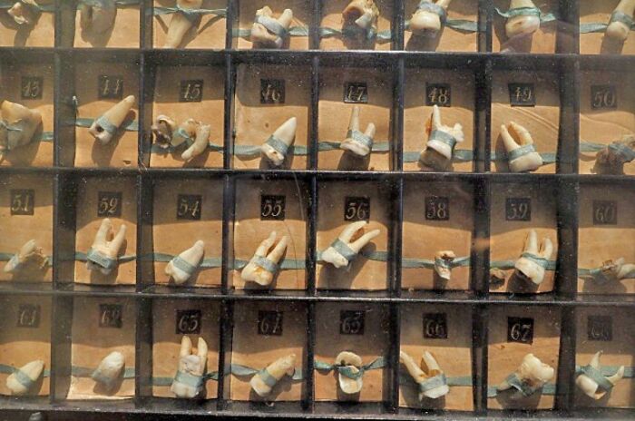 В Кунсткамере можно увидеть коллекцию зубов, которые удалил сам Петр I (Санкт-Петербург). | Фото: russo-travel.ru.
