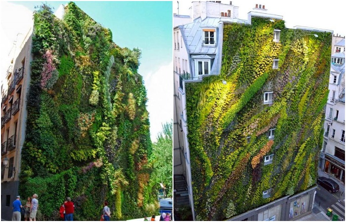Вот так выглядел вертикальный сад спустя 10 лет (Caixa Forum в Мадриде, проект Патрика Блана).