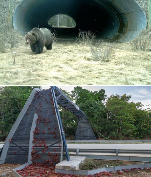 Формы и размеры экодуков адаптируются под конкретных животных, чьи миграционные тропы были нарушены во время прокладки шоссе (туннель в парке Банф, экодук на острове Рождества).