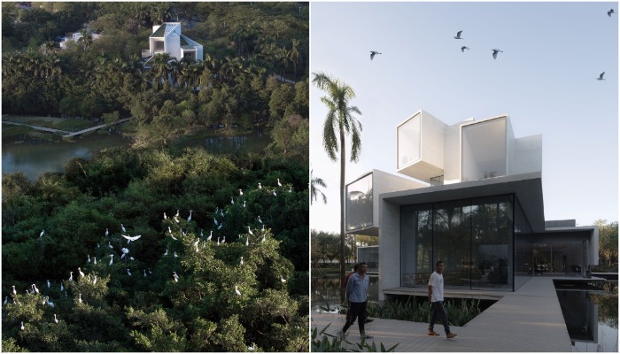 Пышный «рай для цапель».