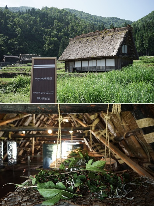 Здание Музея в стиле гассё, где можно узнать все о шелководстве, увидеть и даже услышать, как с наслаждением хрустят листьями шелкопряды (Сиракава-го, Япония).