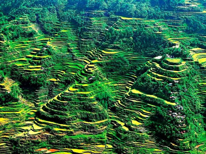 За многие века возделывания таро и риса местные жители освоили каждый клочок горного массива (Банауэ, Филиппины). | Фото: travelophilippines.com.