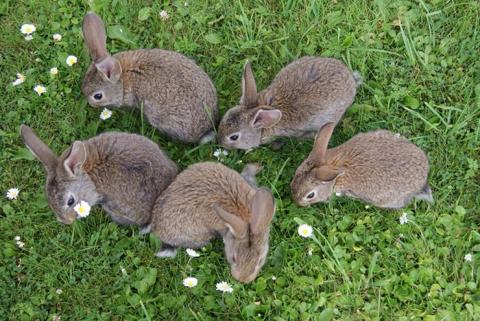 Много веков подряд в Англии кролики считались деликатесом и выращивали их в строениях больше похожих на крепости. | Фото: english-heritage.org.uk.