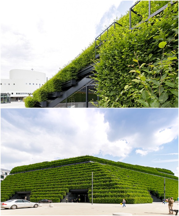 Несмотря на то, что Ko-Bogen II сдан в эксплуатацию в конце 2020 г., живая изгородь радует буйной зеленью (Дюссельдорф, Германия). | Фото: gruenstattgrau.at.