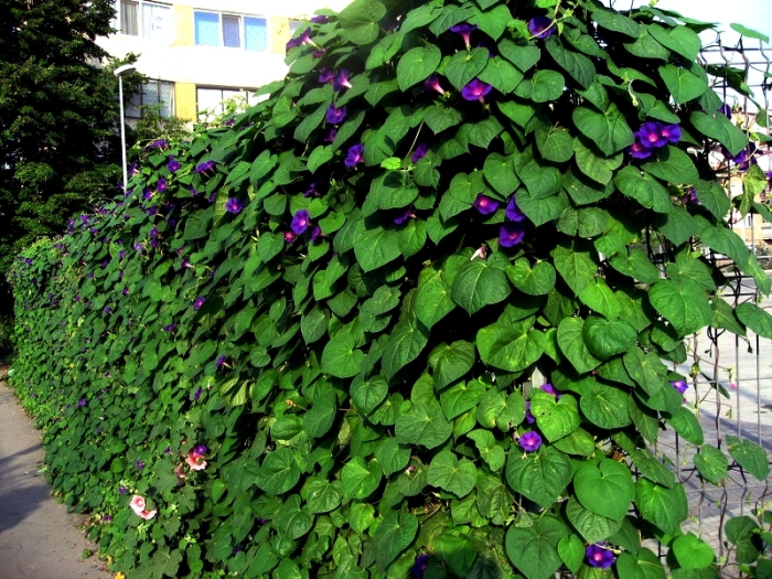 Вьющиеся однолетние растения – самый быстрый способ спрятаться от глаз прохожих и соседей. | Фото: vsadu.ru.