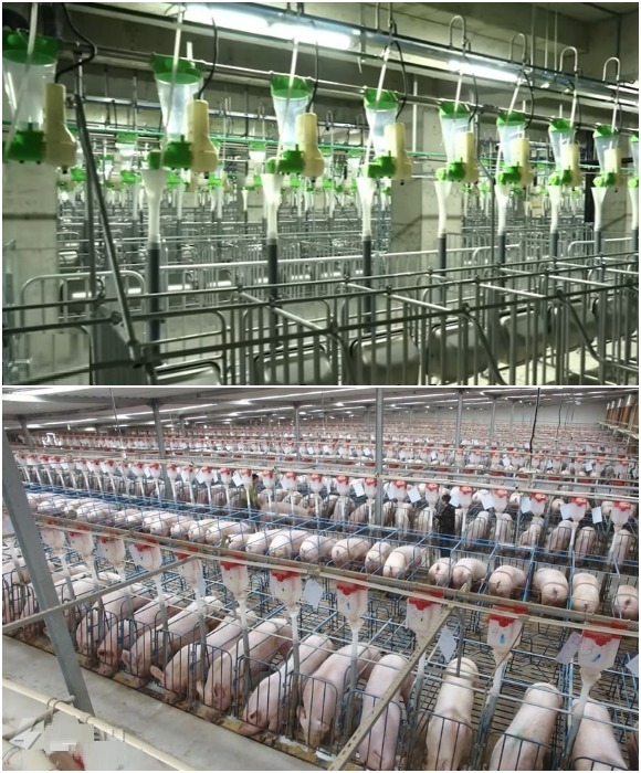 Во время выкорма свиней для взрослых особей предусмотрены индивидуальные ячейки (GLOBALink, Эчжоу).