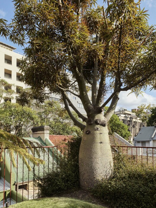 На крыше дома умудрились посадить роскошное бутылочное дерево (JB Green, Сидней). | Фото: indeawards.com. На крыше дома умудрились посадить роскошное бутылочное дерево (JB Green, Сидней). | Фото: indeawards.com.