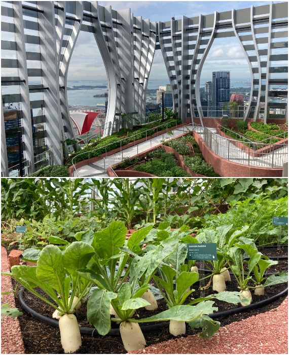 На крыше небоскреба разбиты грядки, где горожане могут увидеть, как растут овощи и зелень (CapitaSpring, Сингапур).