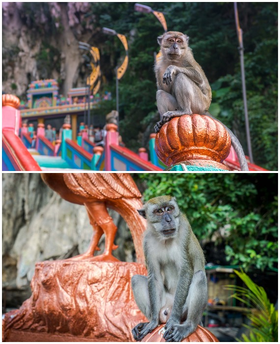 Посетителям пещерного комплекса стоит быть предельно внимательными, поскольку здесь активничают обезьяны (Batu Caves, Малайзия).