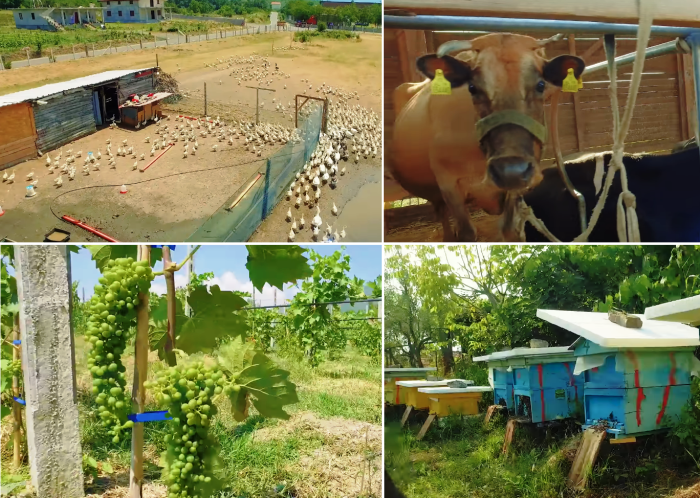 На ферме выращивается все необходимое для организации органического питания (Mrizi i Zanave Agroturizеm, Албания). | Фото: youtube.com, © Egon Musliu.