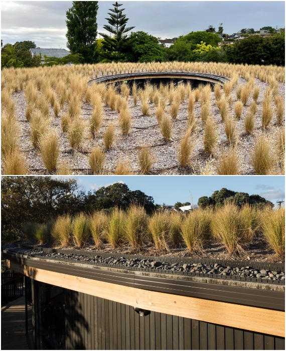 На крыше здания высажены местные виды травянистых растений, которые смогут защитить внутренние помещения от палящего солнца (Kakapo Creek, Новая Зеландия).
