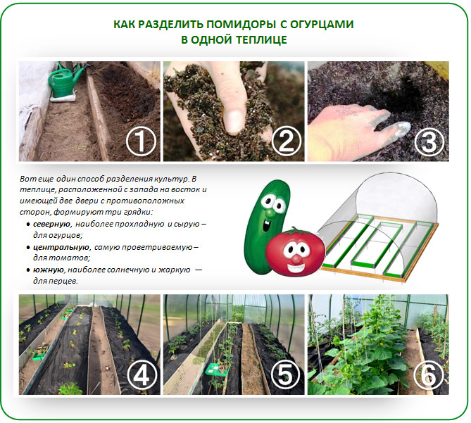 Вариант разделения растений огурцов и помидор в одной теплице. https://vasha-teplitsa.ru