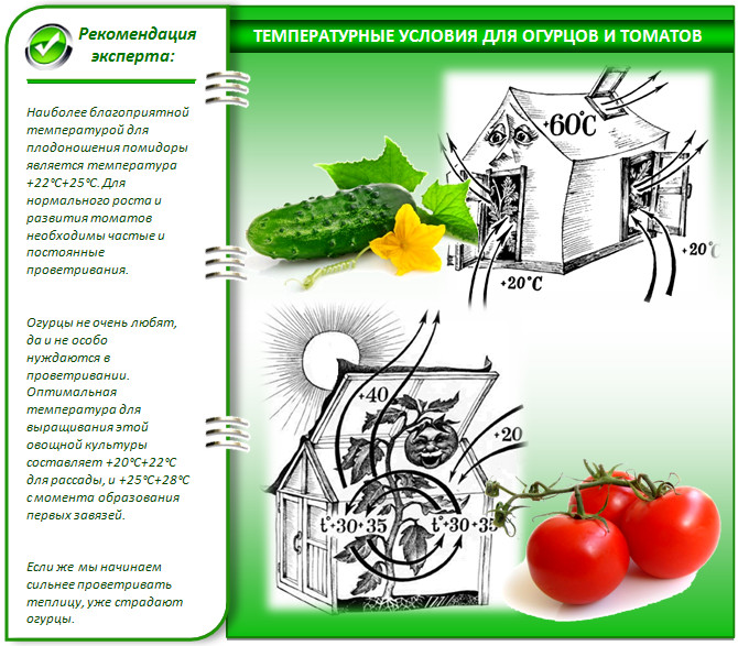 Агротехника и биологические особенности выращивания огурцов и помидор в одной теплице. https://vasha-teplitsa.ru.