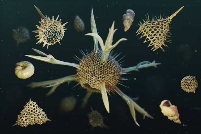 Так выглядит Radiolaria, являющаяся одноклеточным планктонным организмом. ldarro.artstation.com.