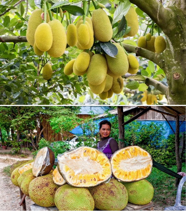 Джекфрут – питательный тропический фрукт, являющийся символом региона. 