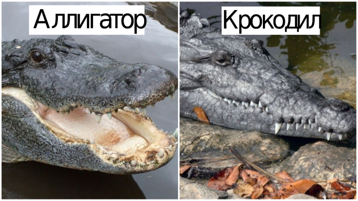 Аллигатор и крокодил - внешнее различие.