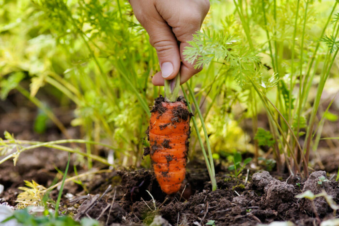 Морковь – еще одна холодостойкая культура, она начинают рост даже в холодной почве (+4-5°С)./ Фото: novochag.ru