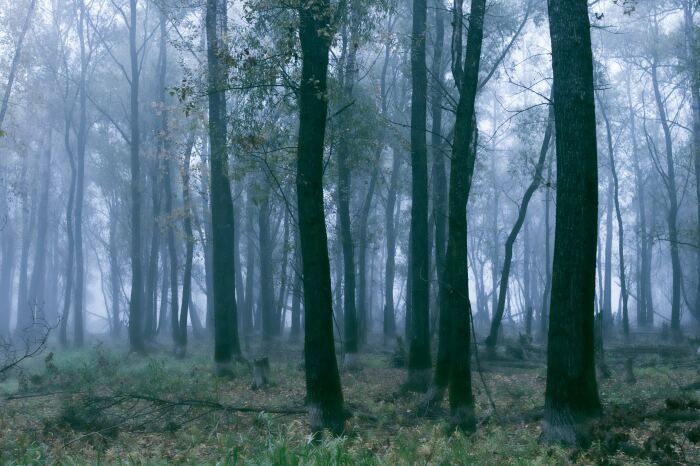 Не видите леса за деревьями? / Фото: supersnimki.ru