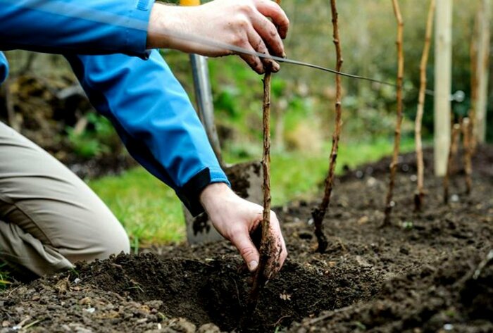 Важно сделать план будущих деревьев-соседей. / Фото: ogorod-bez-hlopot.ru