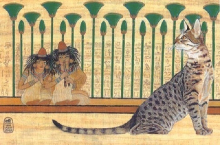 Древний египетский кот. / Фото: kotikdoma.com