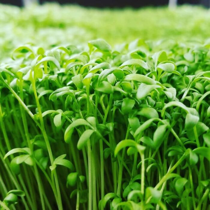 Кресс-салат - очень холодостойкое растение. Он будет расти даже при +2-3°С. Как правило, кресс употребляют в пищу в виде проростков с первыми семядольными листочками. / Фото: sadovyexpert.ru