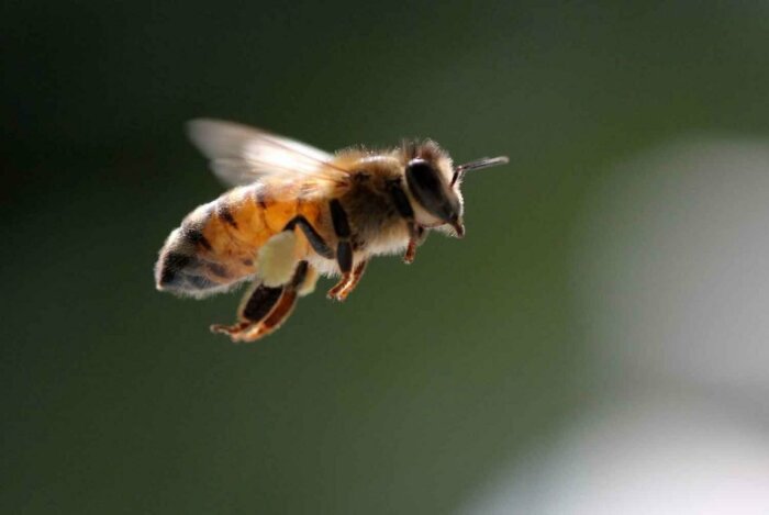 Подалуйста, отстаньте от пчёл! / Фото: animals.pibig.info