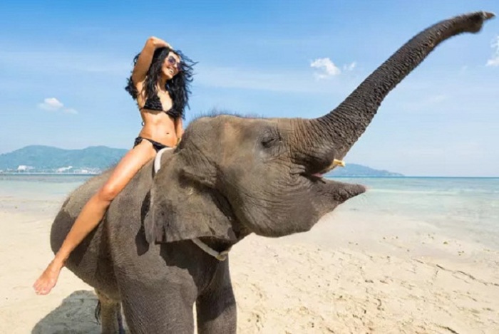 Над этими слонами измываются, и в один момент они могут начать мстить. / Фото: http://ppjournal.ru
