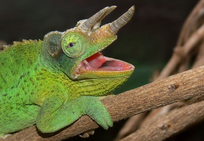 Хамелеоны.