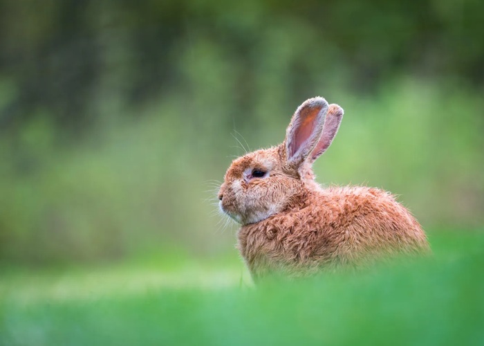 А всё началось с любвеобильных кроликов. А всё началось с любвеобильных кроликов.