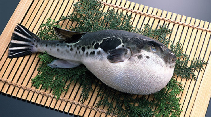 Одна из самых ядовитых рыб. /Фото: sushipapa.com.ua