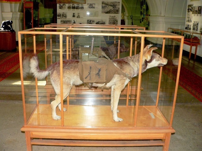 Макет противотанковой собаки в современной музейной экспозиции. /Фото: pikabu.ru