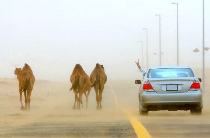 Верблюда в Эмиратах машины пропустят. /Фото: sakla.ru