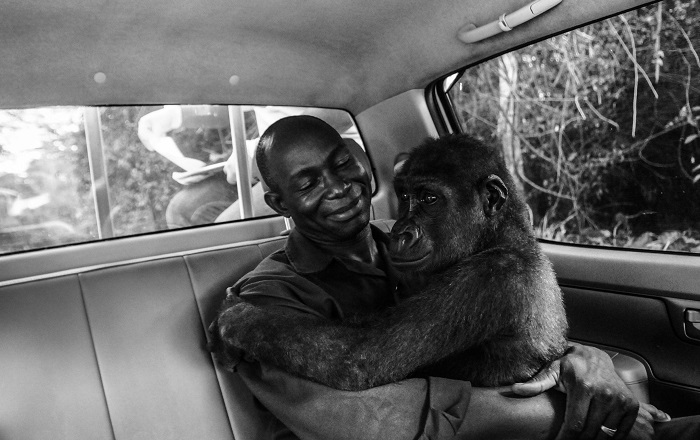 Вот так гориллу в Миннесоте возить нельзя. /Фото: krot.info