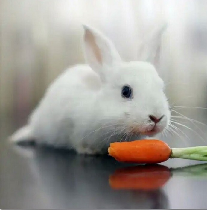 Не так уж кролики и любят морковку. /Фото: celes.club