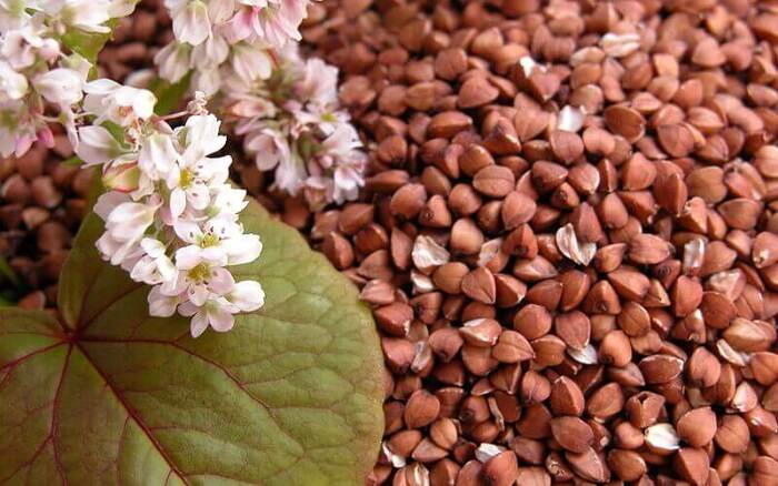 Гречка имеет на наших просторах тысячелетнюю историю.